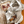 Rank Western Hoodies: Rowdy Roan / S
